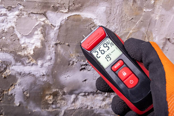 Home Mold Removal in Mayfield, KY