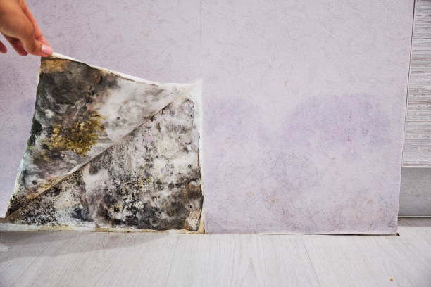 Best Certified Mold Removal  in Mayfield, KY
